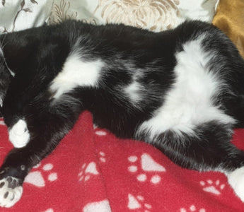 Tuxedo cat relaxing on red paw print blanket