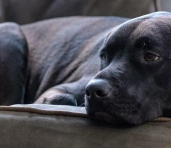 Black dog resting on a couch, looking pensive.