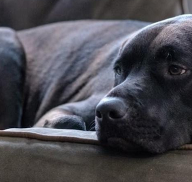 Black dog resting on a couch, looking pensive.