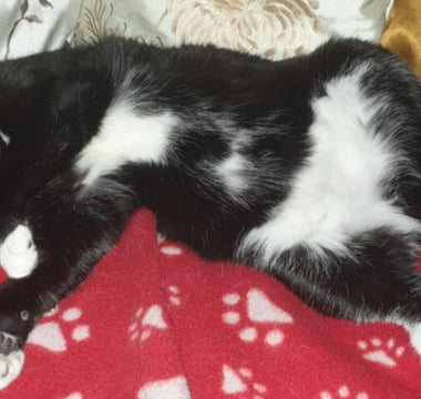 From Isolation to Connection: Stephanie's Journey with Tali
