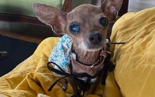 Elderly blind chihuahua wearing a floral dog shirt