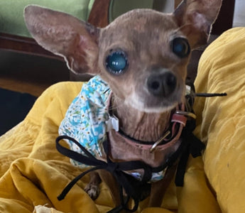 Elderly blind chihuahua wearing a floral dog shirt