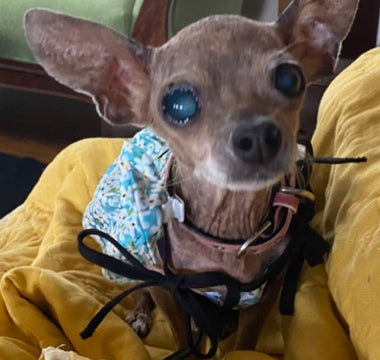Elderly blind chihuahua wearing a floral dog shirt