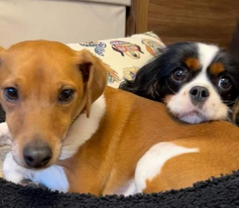 Two dogs cuddling: a Jack Russell and a Cavalier King Charles Spaniel.