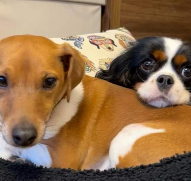 Two dogs cuddling: a Jack Russell and a Cavalier King Charles Spaniel.