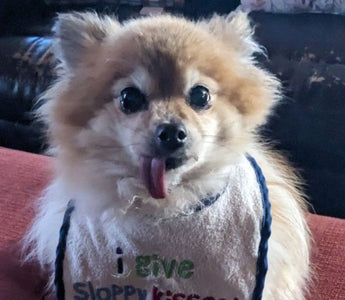 Cute Pomeranian dog wearing a "I give sloppy kisses" bib, tongue out.