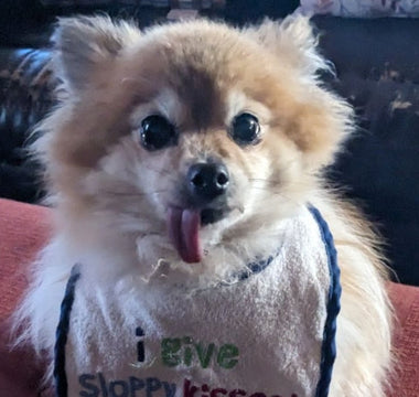 Cute Pomeranian dog wearing a "I give sloppy kisses" bib, tongue out.