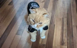 Orange tabby cat wearing a black "Greatest Show" shirt