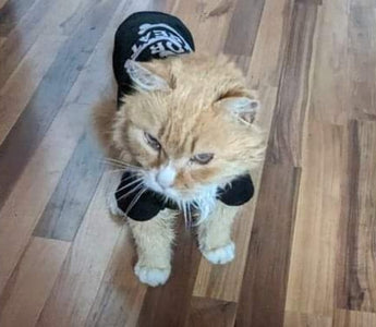 Orange tabby cat wearing a black "Greatest Show" shirt