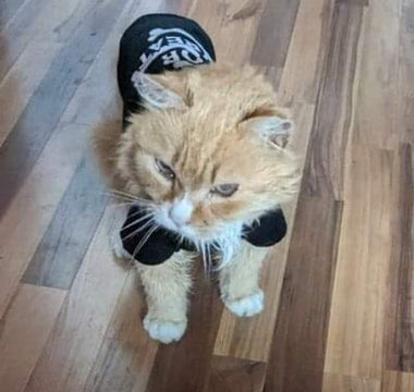 Orange tabby cat wearing a black "Greatest Show" shirt