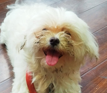 Happy Maltese dog sitting on hardwood floor