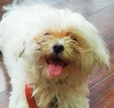 Happy Maltese dog sitting on hardwood floor