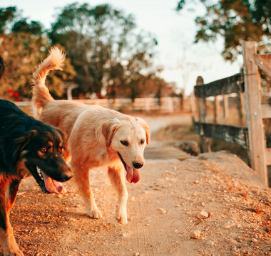 Helping Your Pet Cope with the Loss of a Companion