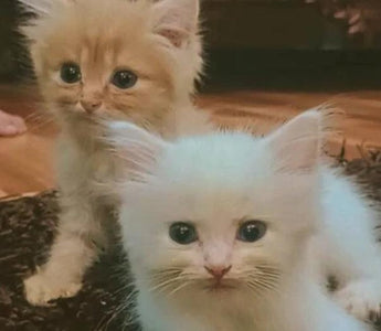 Oscar and Leo: Ali's Cherished Companions