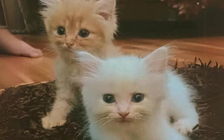 Two adorable fluffy kittens, one orange and one white, sitting close together.