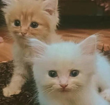 Two adorable fluffy kittens, one orange and one white, sitting close together.