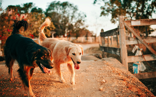 Two dogs, one black and one golden, walking on a dirt path near a rustic wooden fence.