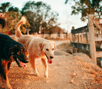 Two dogs, one black and one golden, walking on a dirt path near a rustic wooden fence.