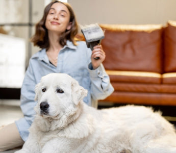 How to Reduce Shedding in Dogs: A Comprehensive Guide