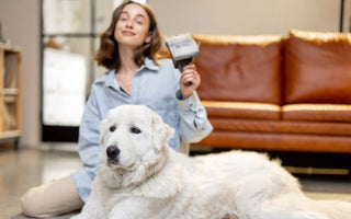 Woman grooming her fluffy white Maremma Sheepdog with a pet grooming tool.
