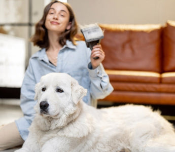 Woman grooming her fluffy white Maremma Sheepdog with a pet grooming tool.