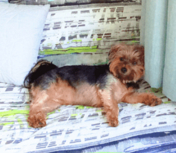 Paws & Happiness: Lucy and Chantelle’s Journey