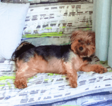 Paws & Happiness: Lucy and Chantelle’s Journey
