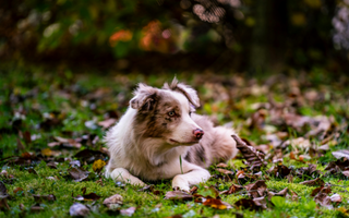 Adorable red merle Border Collie puppy lying in autumn leaves.