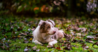 Adorable red merle Border Collie puppy lying in autumn leaves.
