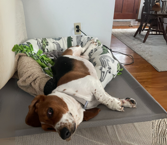 Basset Hound relaxing in its dog bed on a gray mat.