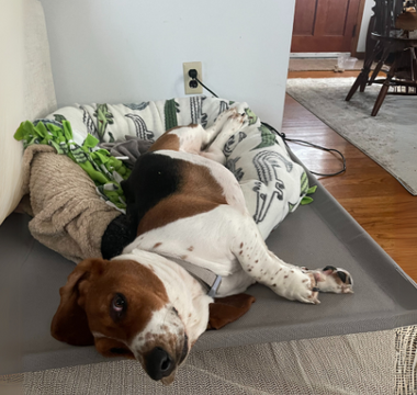 Basset Hound relaxing in its dog bed on a gray mat.