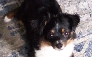 Adorable tri-color miniature American Shepherd puppy lying on a rug.