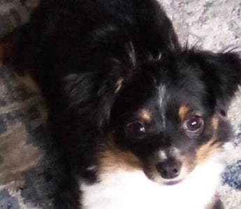 Adorable tri-color miniature American Shepherd puppy lying on a rug.