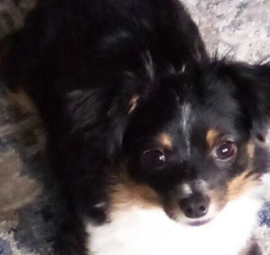 Adorable tri-color miniature American Shepherd puppy lying on a rug.