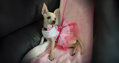 Meet Lady Penelope: The Smart and Lovable Chihuahua