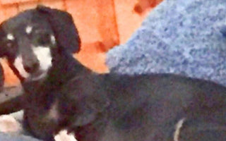 Rose Reese's beloved dachshund, Tia, relaxes on a blue couch.