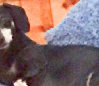 Rose Reese's beloved dachshund, Tia, relaxes on a blue couch.