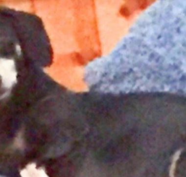 Rose Reese's beloved dachshund, Tia, relaxes on a blue couch.