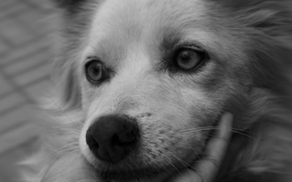 Close-up of a fluffy dog's face, resting on a hand.  The dog has expressive eyes.