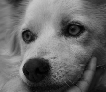 Close-up of a fluffy dog's face, resting on a hand.  The dog has expressive eyes.