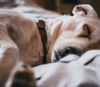 Finding Peace: Navigating Nightmares and Grief