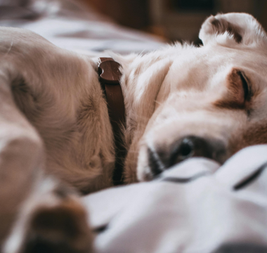 Finding Peace: Navigating Nightmares and Grief