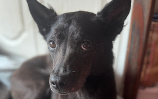 Close-up of a sweet, black dog with expressive eyes.