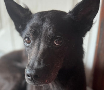 Close-up of a sweet, black dog with expressive eyes.