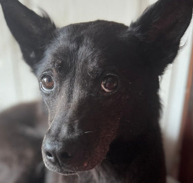 After 7 Years at the Shelter, Lilac Finds Her Forever Home
