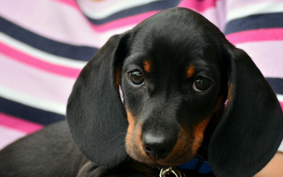 Adorable black and tan dachshund puppy