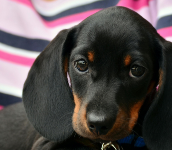 Adorable black and tan dachshund puppy