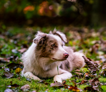 Finding Comfort After Losing a Beloved Pet