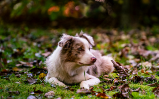 Adorable merle Border Collie puppy lying in autumn leaves.