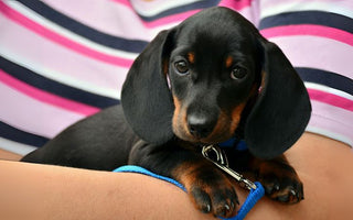 Adorable black and tan dachshund puppy wearing a blue collar sits on a person's lap.